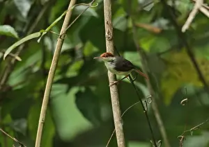 Warblers Prints: Rufous-tailed Tailorbird (Orthotomus sericeus hesperius) adult