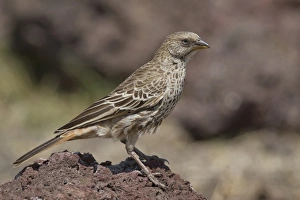 Serengeti Prints: Rufous-tailed Weaver (Histurgops ruficauda) adult