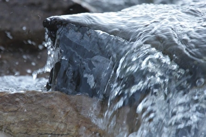 Cascade Prints: Rufous-throated Dipper (Cinclus schulzi) adult