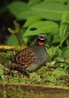 Gamebird Prints: Rufous-throated Partridge (Arborophila rufogularis tickelli) adult