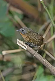 Old World Prints: Rufous-throated Wren-babbler (Spelaeornis caudatus) adult