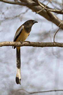 Ranthambore Prints: Rufous Treepie (Dendrocitta vagabunda) adult