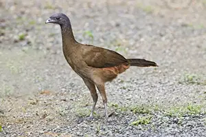 Rufous-vented Chachalaca (Ortalis ruficauda) adult, standing on ground, Tobago, Trinidad and Tobago, November