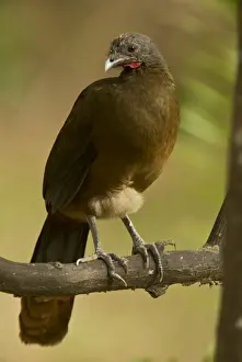 Lesser Antilles Prints: Rufous-vented Chachalaca (Ortalis ruficauda ruficauda) adult