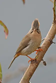 Rufous-vented Yuhina (Yuhina occipitalis occipitalis) adult, perched on branch, Eaglenest Wildlife Sanctuary, Arunachal Pradesh, India, january