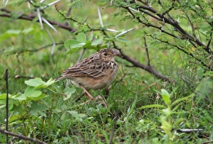 Larks Prints: Rufous-winged Lark (Mirafra assamica) adult