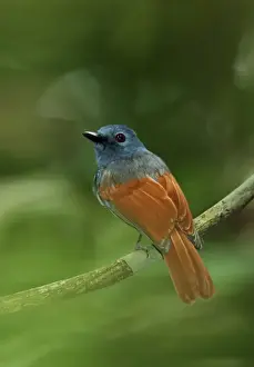 Province Prints: Rufous-winged Philentoma (Philentoma pyrhoptera pyrhoptera) adult male