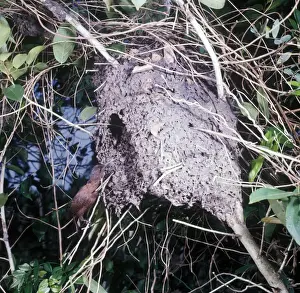 Rufous Woodpecker (Celeus brachyurus jerdonii) adult, nesting in Tree Ant (Crematogaser sp. ) nest, Sri Lanka