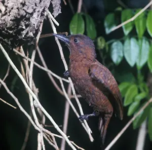 Wood Pecker Prints: Rufous Woodpecker (Micropternus brachyurus jerdonii) Nesting in Tree-ant (Crematogaser)
