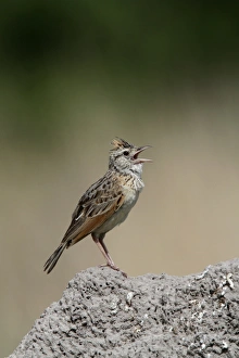 Song Prints: Rufousnaped Lark display song - Botswana