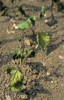 Runner Bean (Phaseolus coccineus) seedlings, damaged by late frost, West Sussex, England, may