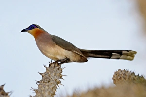 Madagascar Prints: Running Coua (Coua cursor) adult
