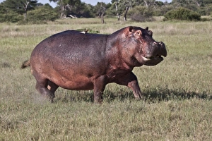 Botswana Prints: Running Hippo with Oxpecker