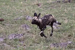 Running Prints: Running Hunting dog. Lycaon pictus is a large canid found only in Africa