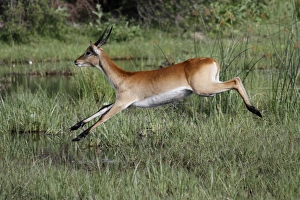 Running Prints: Running male Red Lechwe Okavango Delta near Kwara