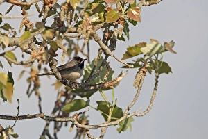 Warblers Prints: Ruppells Warbler (Sylvia rueppelli) adult male, perched on branch, Cyprus, march