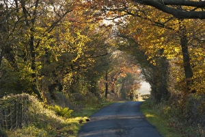 Colour Prints: Rural lane with trees in autumn colour, Cowark, Lancashire, England, November
