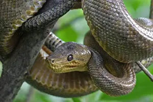 Lesser Antilles Prints: Ruschenbergs Tree Boa (Corallus ruschenbergerii) adult