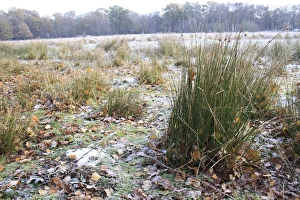 Damp Prints: Rushes in frost and snow covered rush pasture habitat