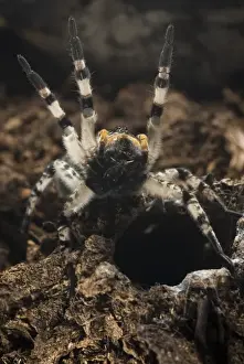 Defence Prints: Russian Wolfspider (Lycosa singoriensis) adult female, defending burrow, Ukraine, november