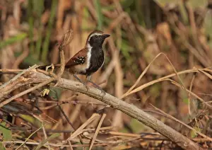 Mato Grosso Prints: Rusty-backed Antwren (Formicivora rufa rufa) adult male