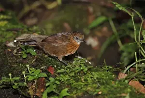 Pellorneidae Prints: Rusty-breasted Wren-babbler (Turdinus rufipectus) adult