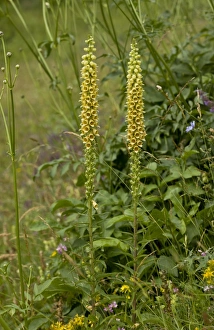 Middle East Prints: Rusty Foxglove (Digitalis ferruginea) flowering, Anatolia, Turkey, July