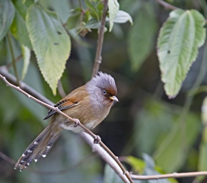 Timaliid Prints: Rusty-fronted Barwing (Actinodura egertoni) adult