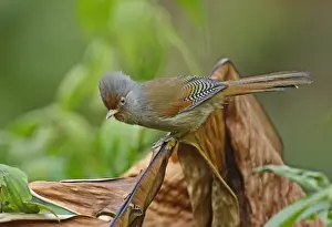 Rusty-fronted Barwing (Actinodura egertoni egertoni) adult, perched on dead leaf, Arunachal Pradesh, India, february