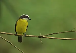 Tyrant Flycatcher Prints: Rusty-margined Flycatcher (Myiozetetes cayanensis hellmayri) adult