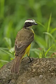 Rusty-margined Flycatcher (Myiozetetes cayanensis hellmayri) adult, standing on rock, Chagres River, Panama, November
