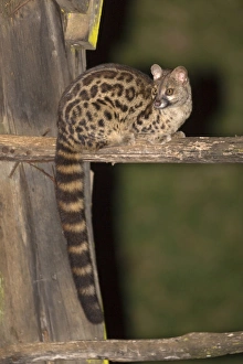 Kenyan Prints: Rusty-spotted Genet (Genetta maculata) adult
