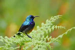Sunbird Prints: Ruwenzori Double-collared Sunbird (Cinnyris stuhlmanni) adult male