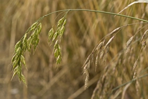 Flowerheads Prints: Rye Brome (Bromus secalinus) close-up of flowerheads