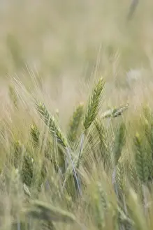 Rye (Secale cereale) crop, close-up of ripening seedheads, Sweden
