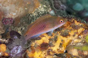 Ryukyu Fairy-wrasse (Cirrhilabrus ryukyuensis) adult, on coral reef, Lembeh Straits, Sulawesi, Sunda Islands