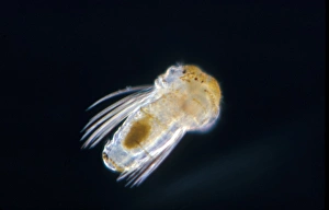 Polychaete Prints: Sabellaria alveolata, the honeycomb worm, is a reef-forming polychaete. Late larva