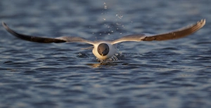 Gulls Prints: Sabines Gull (Larus sabini) adult