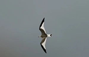Merseyside Prints: Sabine's Gull (Larus sabini) juvenile
