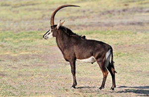 Sable Antelope (Hippotragus niger) adult male, standing on open ground, Chobe N. P. Botswana