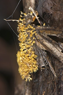 Sac Fungus (Cordyceps sp. ) fruiting bodies, emerging from dead parasitized butterfly, Manu Road, Departemento Cuzco