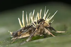 Parasitized Prints: Sac Fungus (Cordyceps tuberculata) fruiting bodies emerged from dead parasitized moth