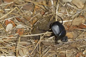 B Alls Prints: Sacred Scarab Beetle (Scarabaeus sacer) adult