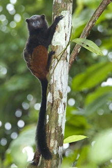 Tamarins Prints: Saddle-back Tamarin (Saguinus fuscicollis) adult