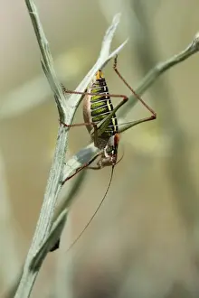 Lesbos Prints: Saddle-backed Bush-cricket (Ephippiger ephippiger) adult