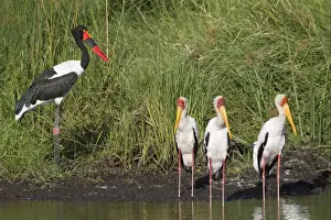 Saddle-billed Stork (Ephippiorhynchus senegalensis) adult female, standing with Yellow-billed Storks (Mycteria ibis) at edge of water, Okavango Delta, Botswana