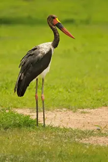 Stork Prints: Saddle-billed Stork (Ephippiorhynchus senegalensis) juvenile