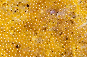 Saddleback Anemonefish (Amphiprion polymnus) clutch of eggs, Lembeh Straits, Sulawesi, Sunda Islands, Indonesia