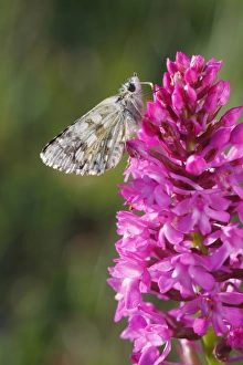 Roost Prints: Safflower Skipper (Pyrgus carthami) adult