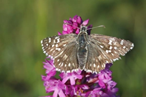 Safflower Skipper (Pyrgus carthami) adult, roosting on Pyramidal Orchid (Anacamptis pyramidalis) flower